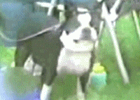 4.gif