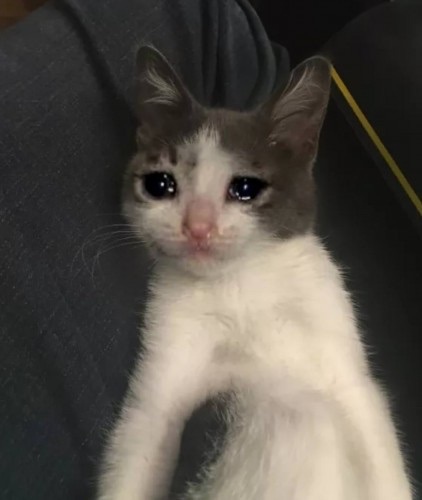 Sad Cat 3.jpg