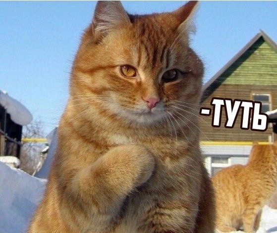 котик_туть.jpg