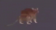 video_2025-08-23_15-26-10.gif